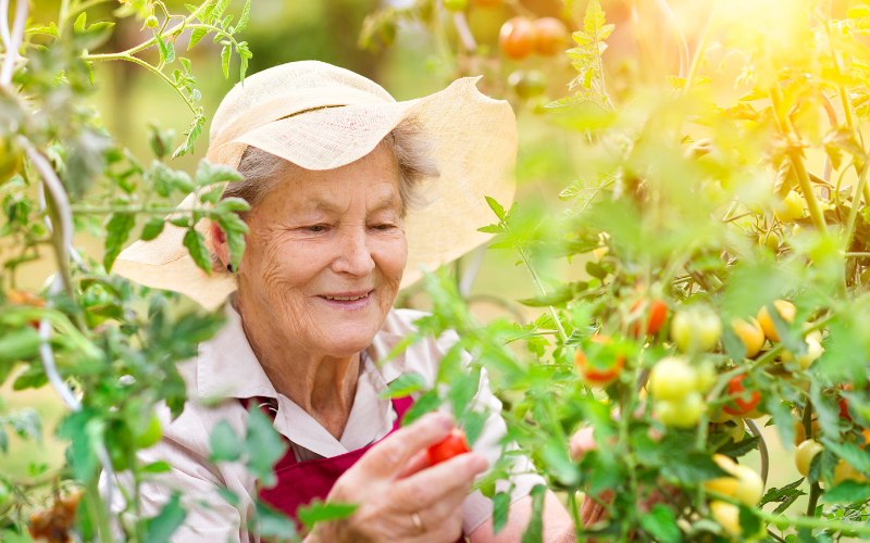 Great Summer Activities for Your Senior Loved Ones